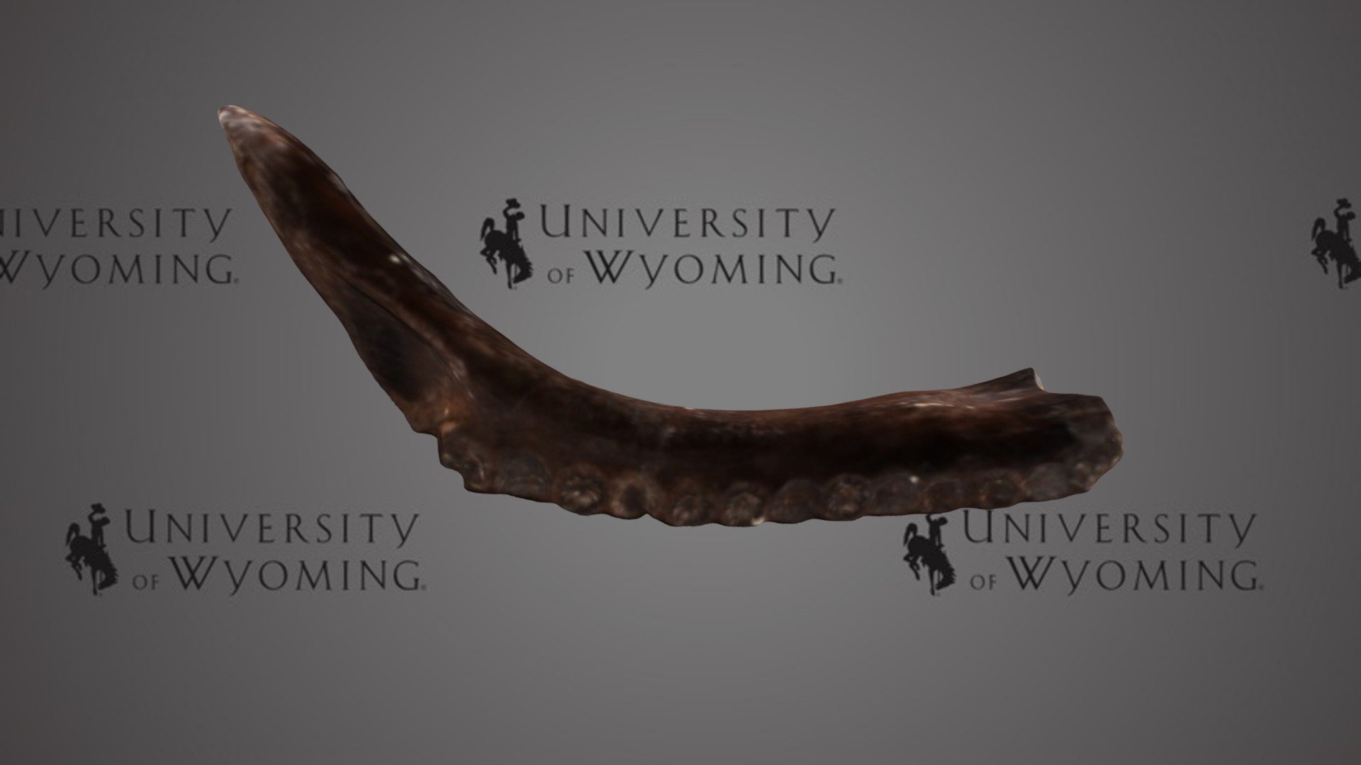 UW 14276 - Amia uintaensis, Right Maxilla