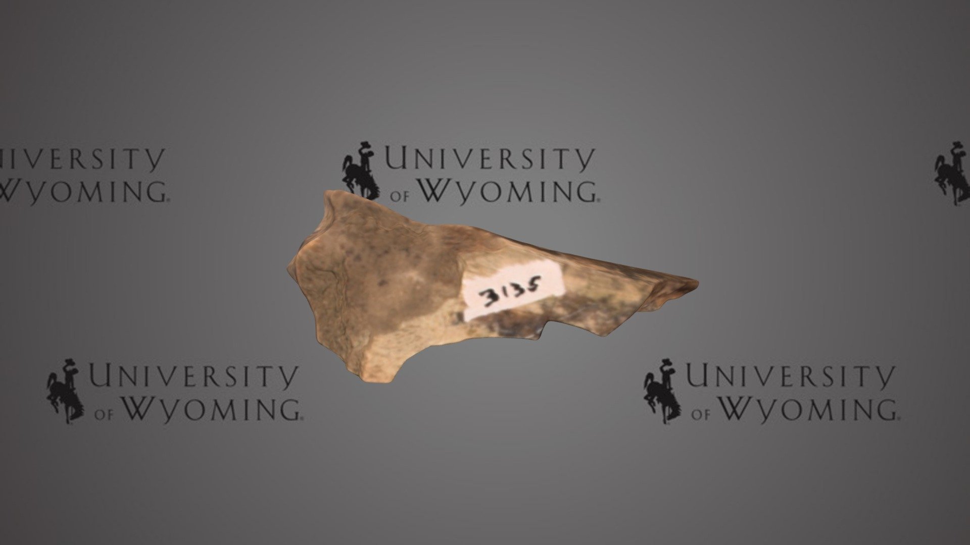 UW 3135 C - Hyrachyus sp., Partial Limb Bone — Sketchfab embed 3D viewer