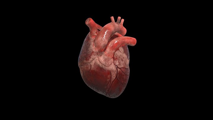 Backup serce 3D Model
