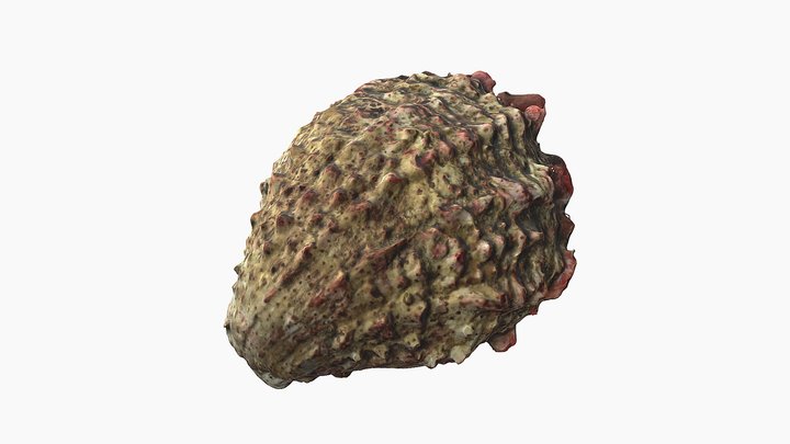 Spondylus 3D Model