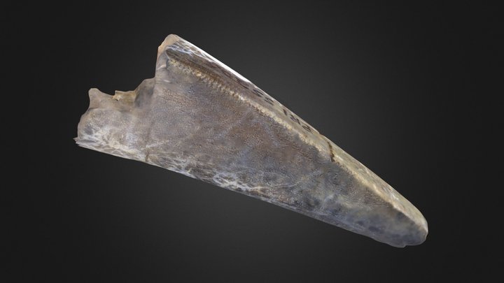 Vertebrate: T. rex tooth (PRI 55205) – Free 3D Model STL
