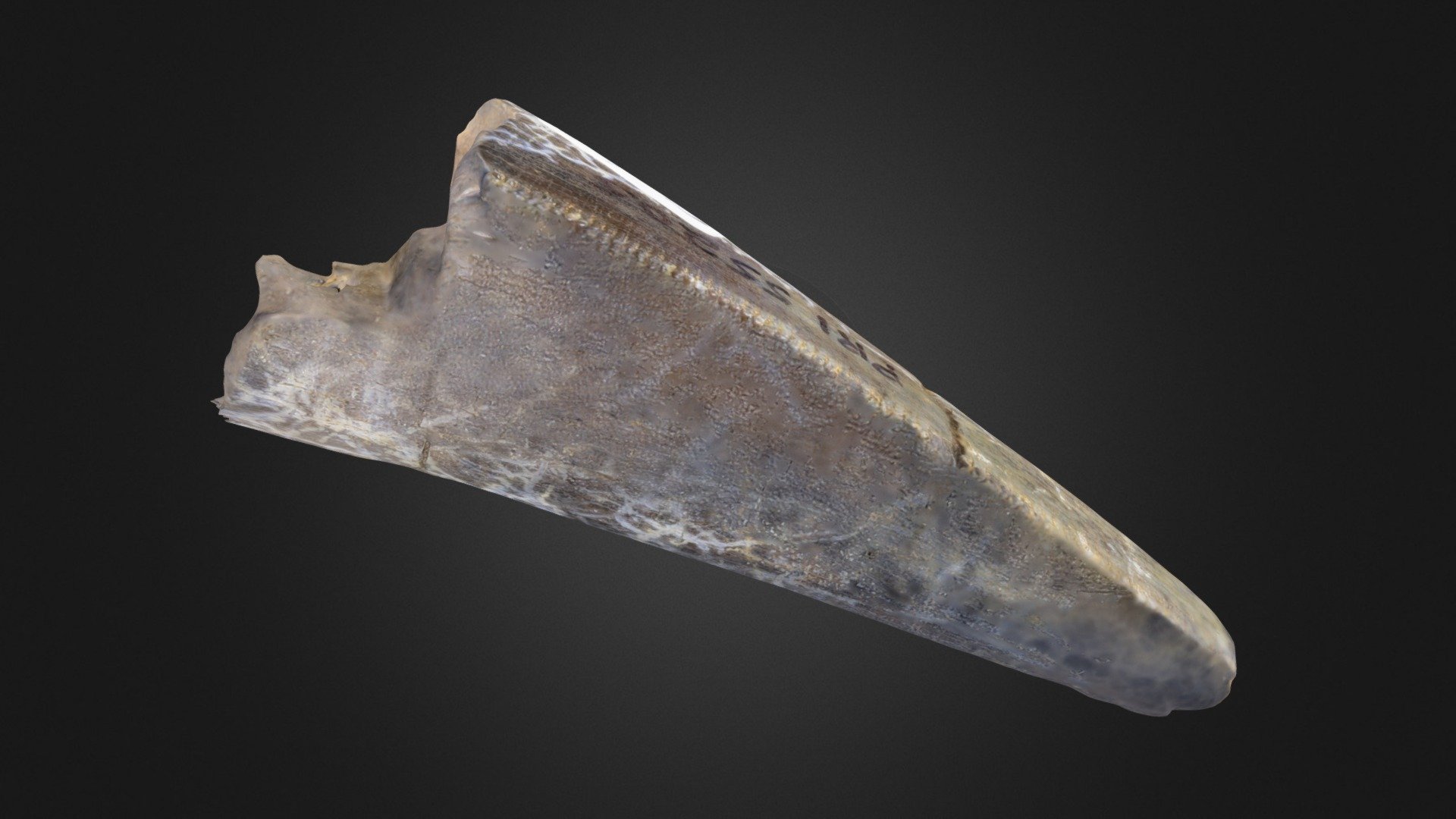 Vertebrate: T. rex tooth (PRI 55205)