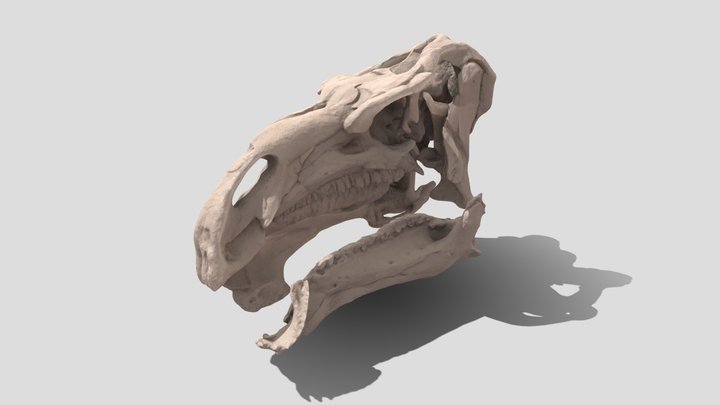 Iguanodon skull 3D Model