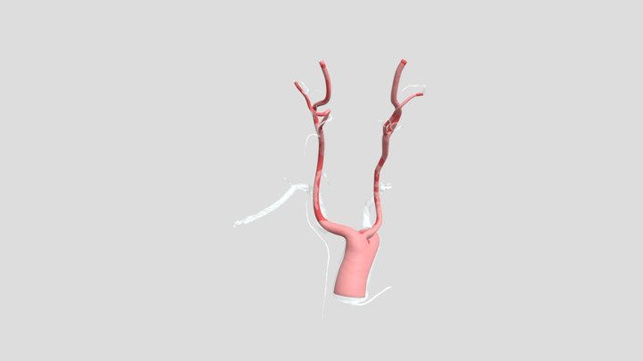 Bovine aortic arch 3D Model