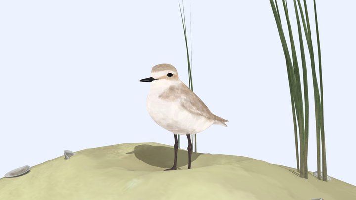 Strandplevier 3D Model