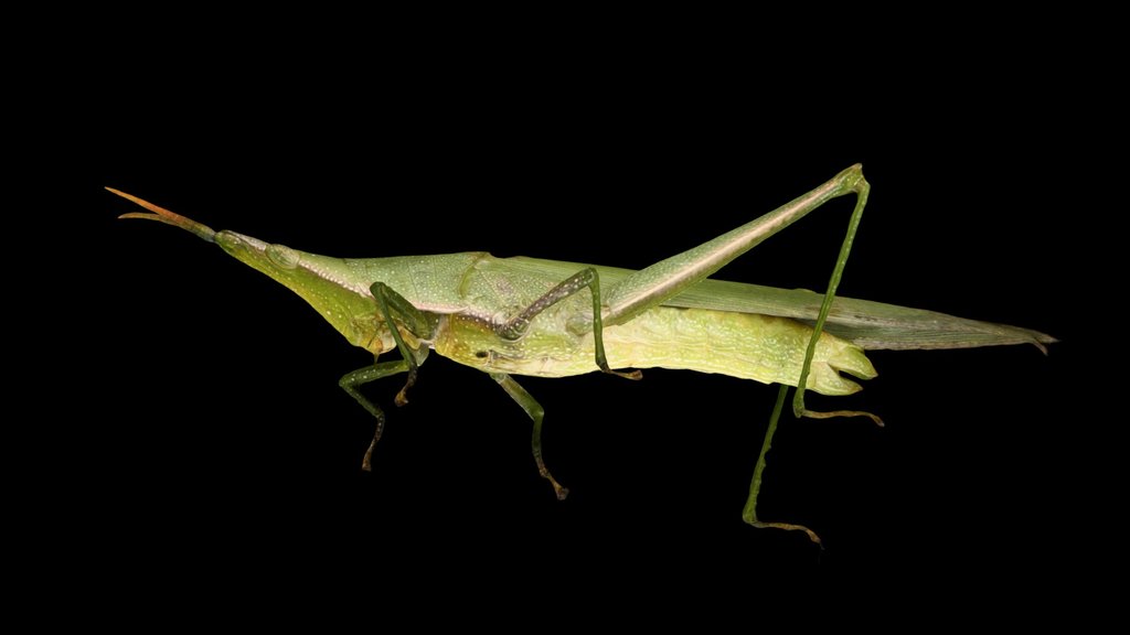 CC0 オンブバッタ 🦗 ♀ Smaller Longheaded Locust