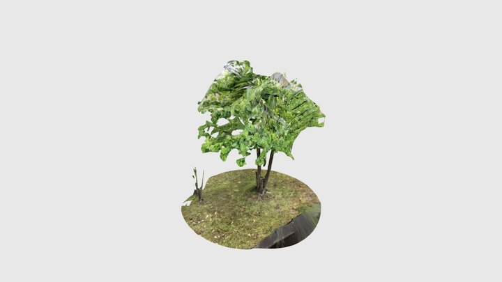 ritsumei24x_tree 3D Model