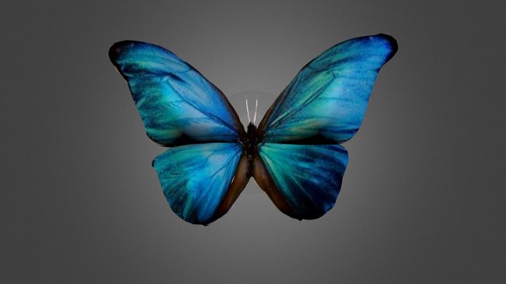 Butterfly 3D Model