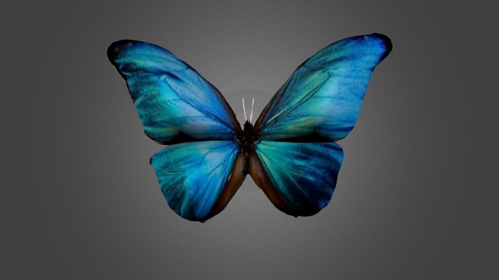 Butterfly - Downloads - A 3D model collection by The Lister ...