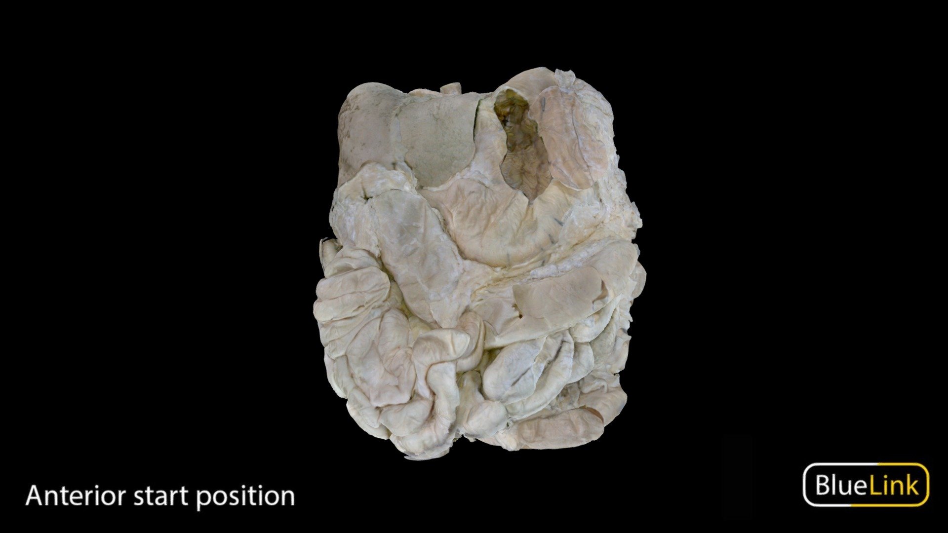 GI Tract - 3D model by Bluelink Anatomy - University of Michigan ...