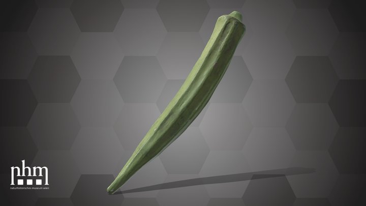 Bhindi (NHMW-AFW-DING-0046-021)