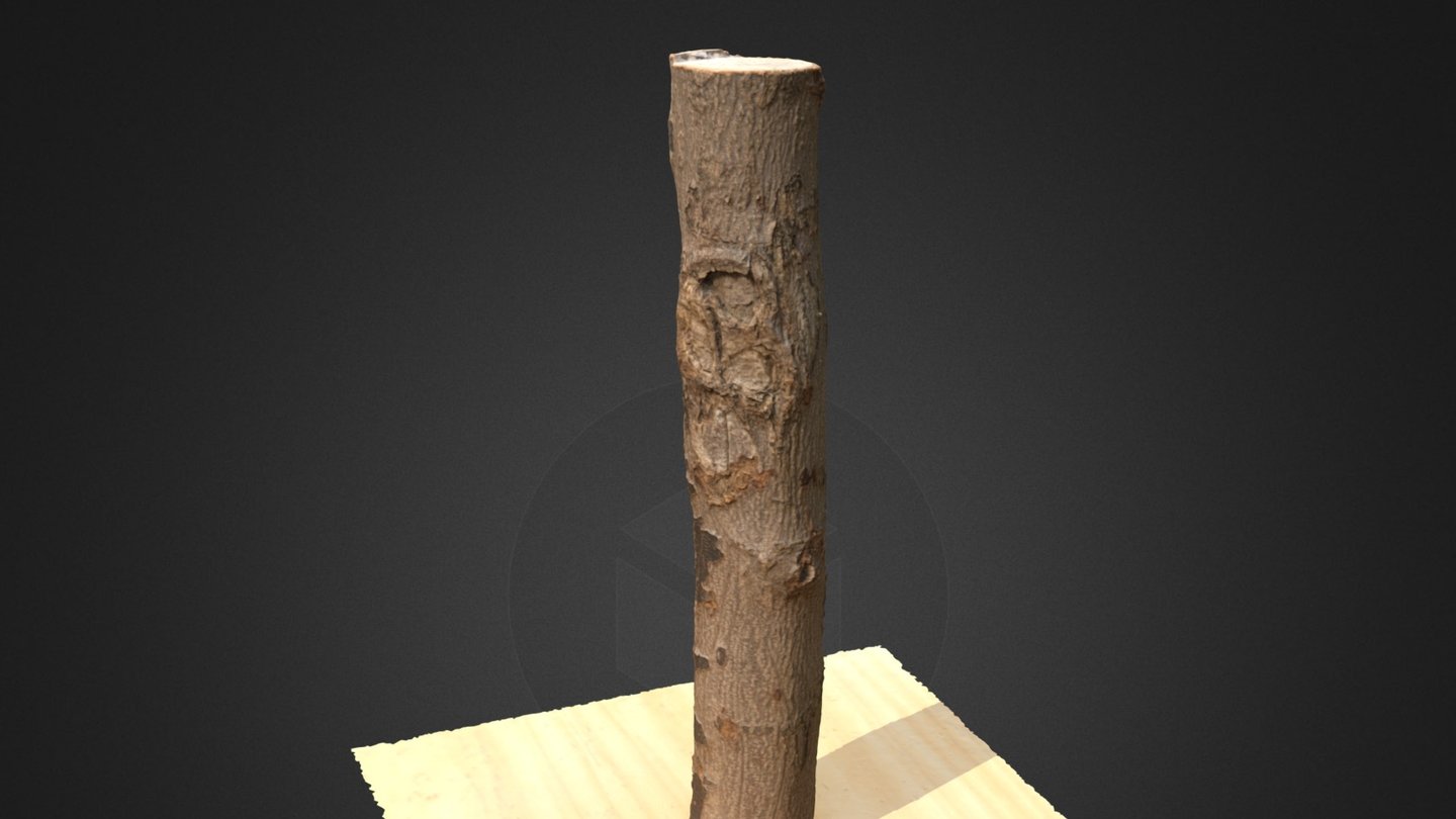 Tree Stump 3D Scan