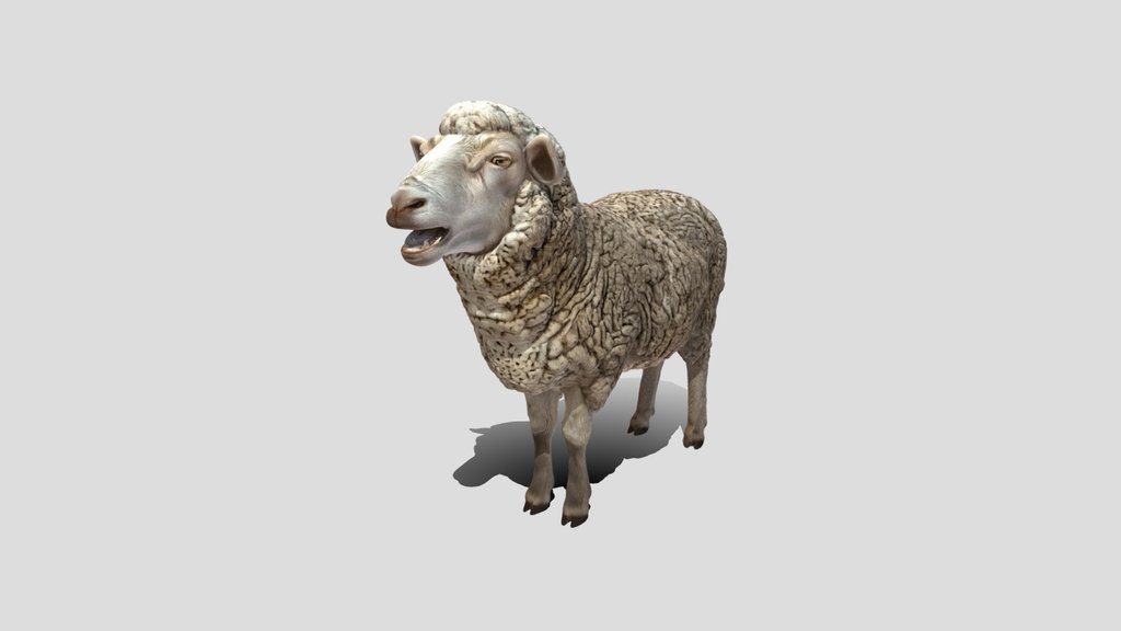 Woolly Sheep