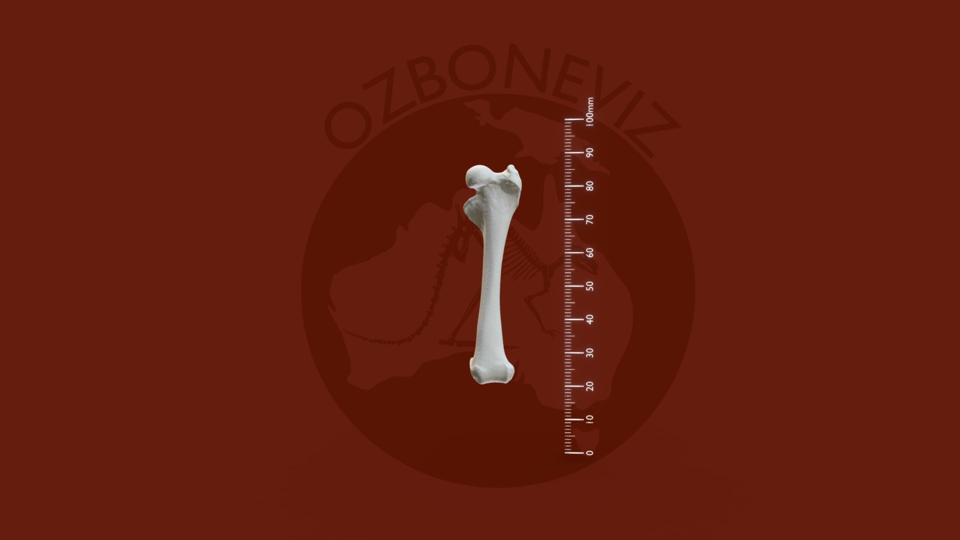 Herbert River ringtail possum femur - 3D model by Ozboneviz [3550afa ...