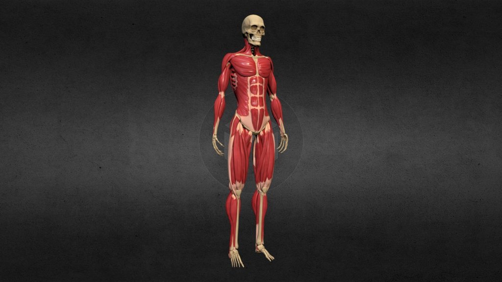 Ecorche - Skeleton and Muscles
