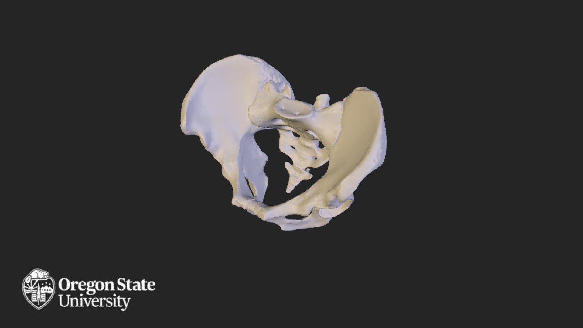 Pelvic girdle