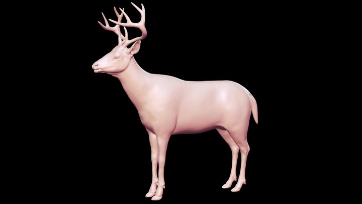 White Tailed Deer Base Mesh 3D model 3D Model