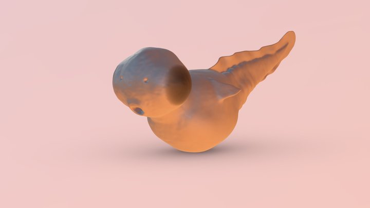 zebrafish embryo 3D Model