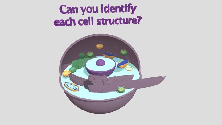 3D Eukaryotic Cell Model 3D Model