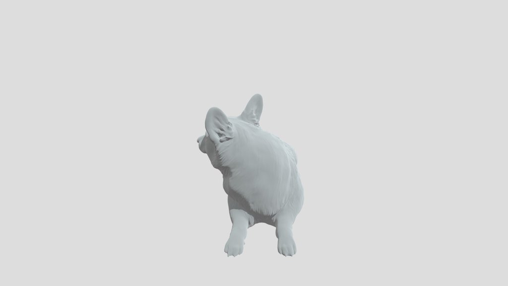 Corgi on Green