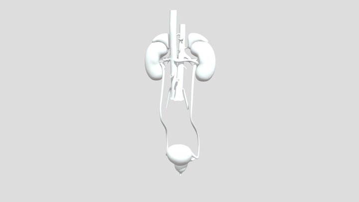 Kidneys