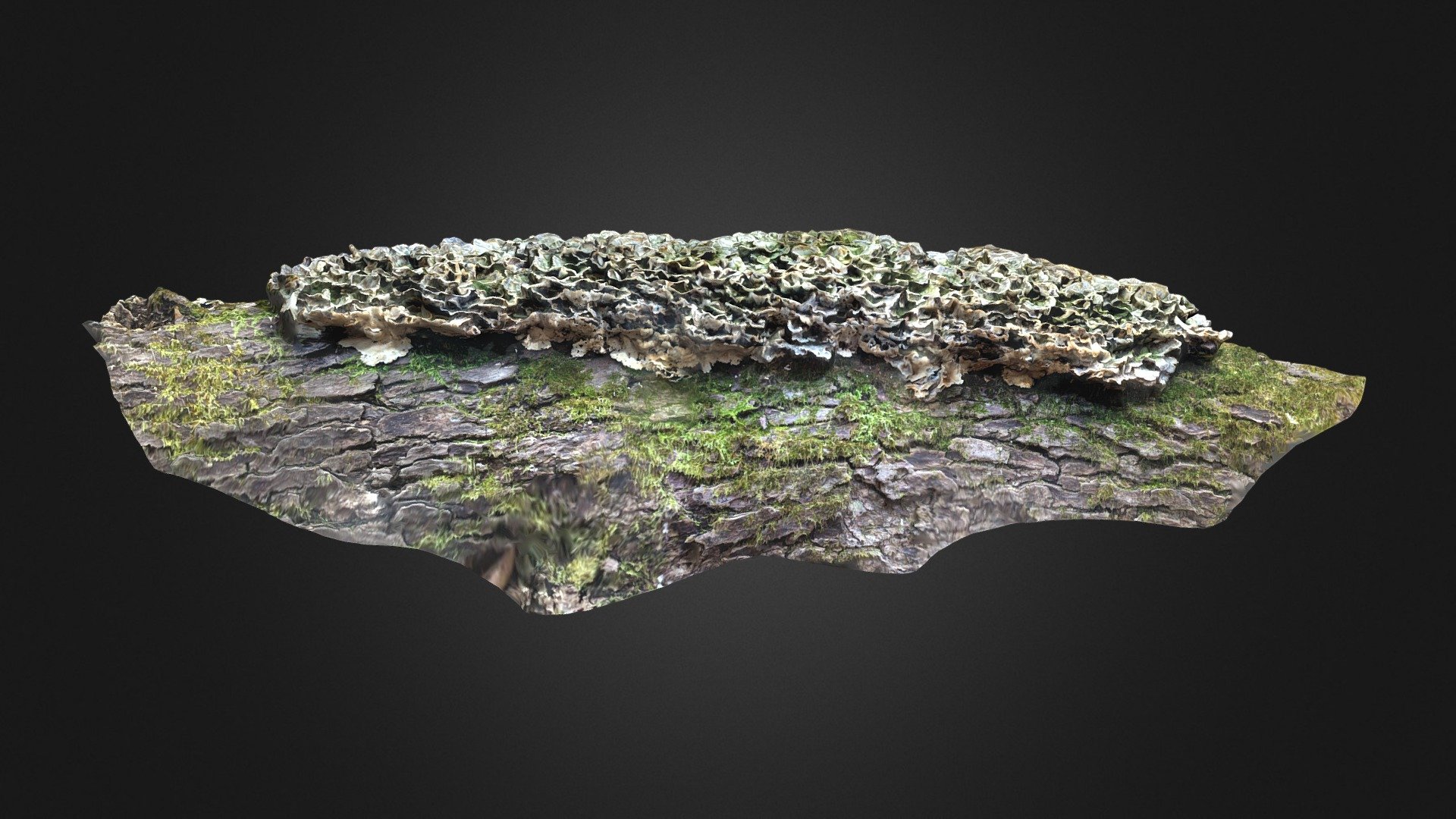 Turkey Tail Mushroom