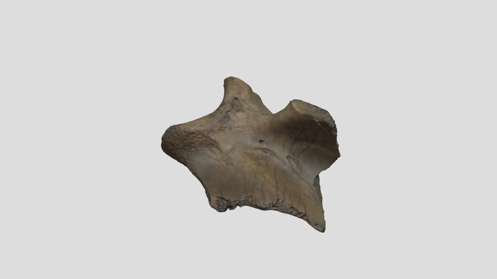 Mammoth Bone 3D Model