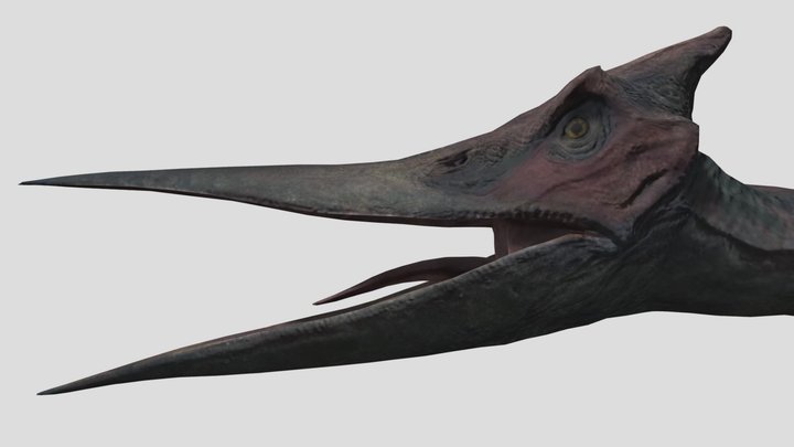 Pteranodon 2015A – Modèle 3D gratuit STL