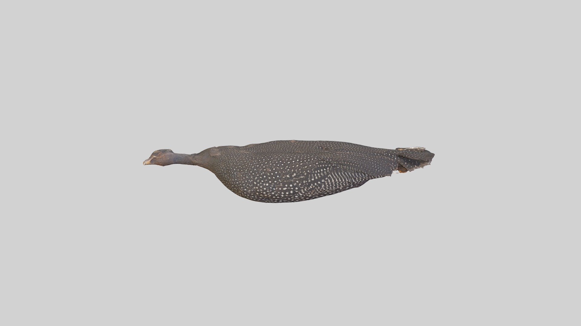 Helmeted guineafowl - Numida meleagris