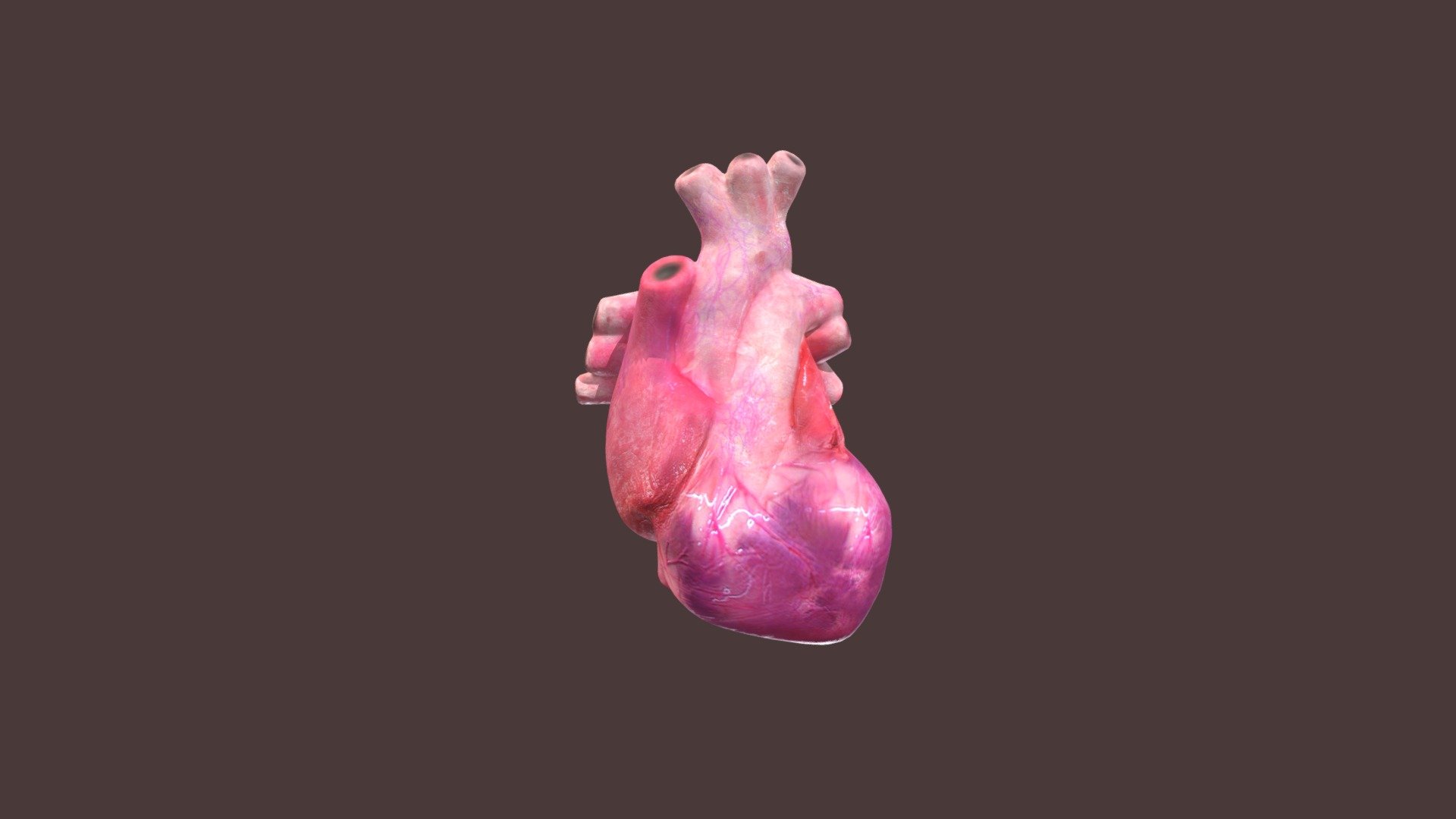 Heart Anatomy Real - 3D model by maumilo2 [3576a76] - Sketchfab