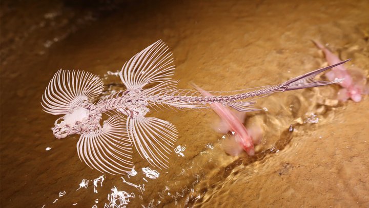 Cave Angelfish Animated Skeleton 3D Model