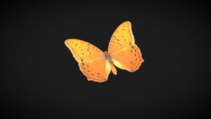Cruiser Butterfly – Kostenloses 3D-Modell STL