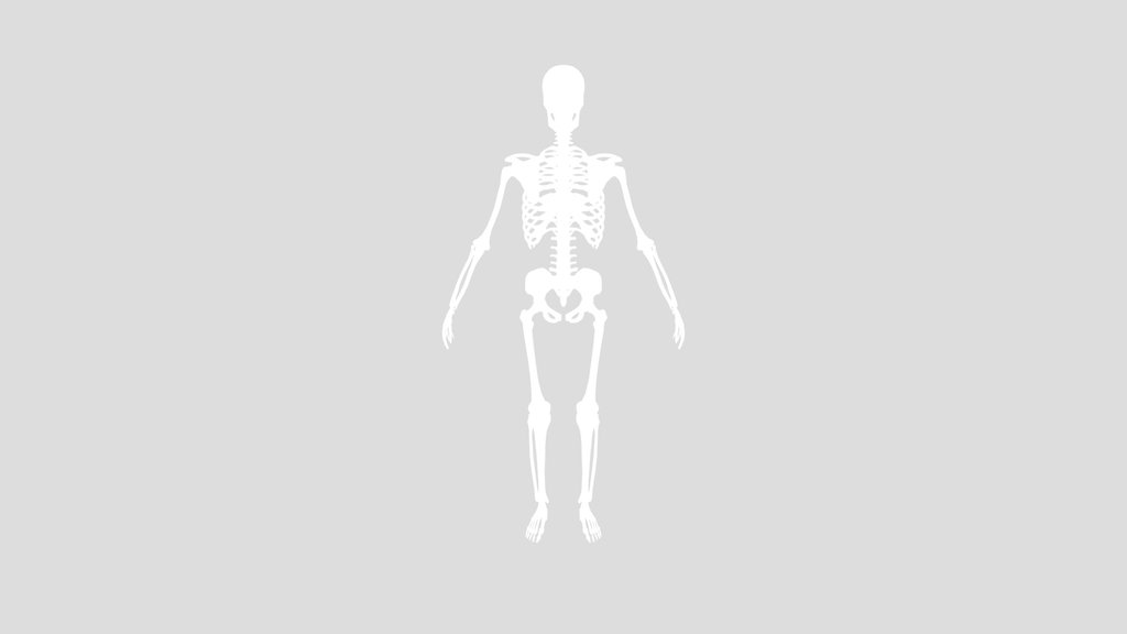 Human Old Rigged Male Skeleton