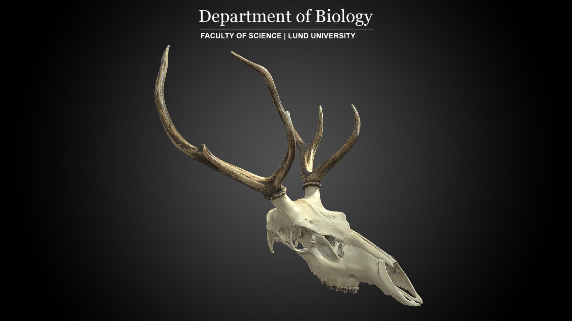 Cranium of Red deer (Cervus elaphus) 3D model by 3D Lab Department