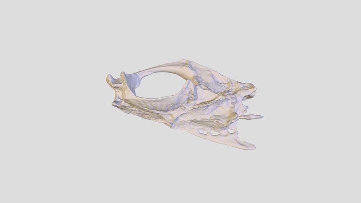 Craig_BermudaChub_50_med 3D Model