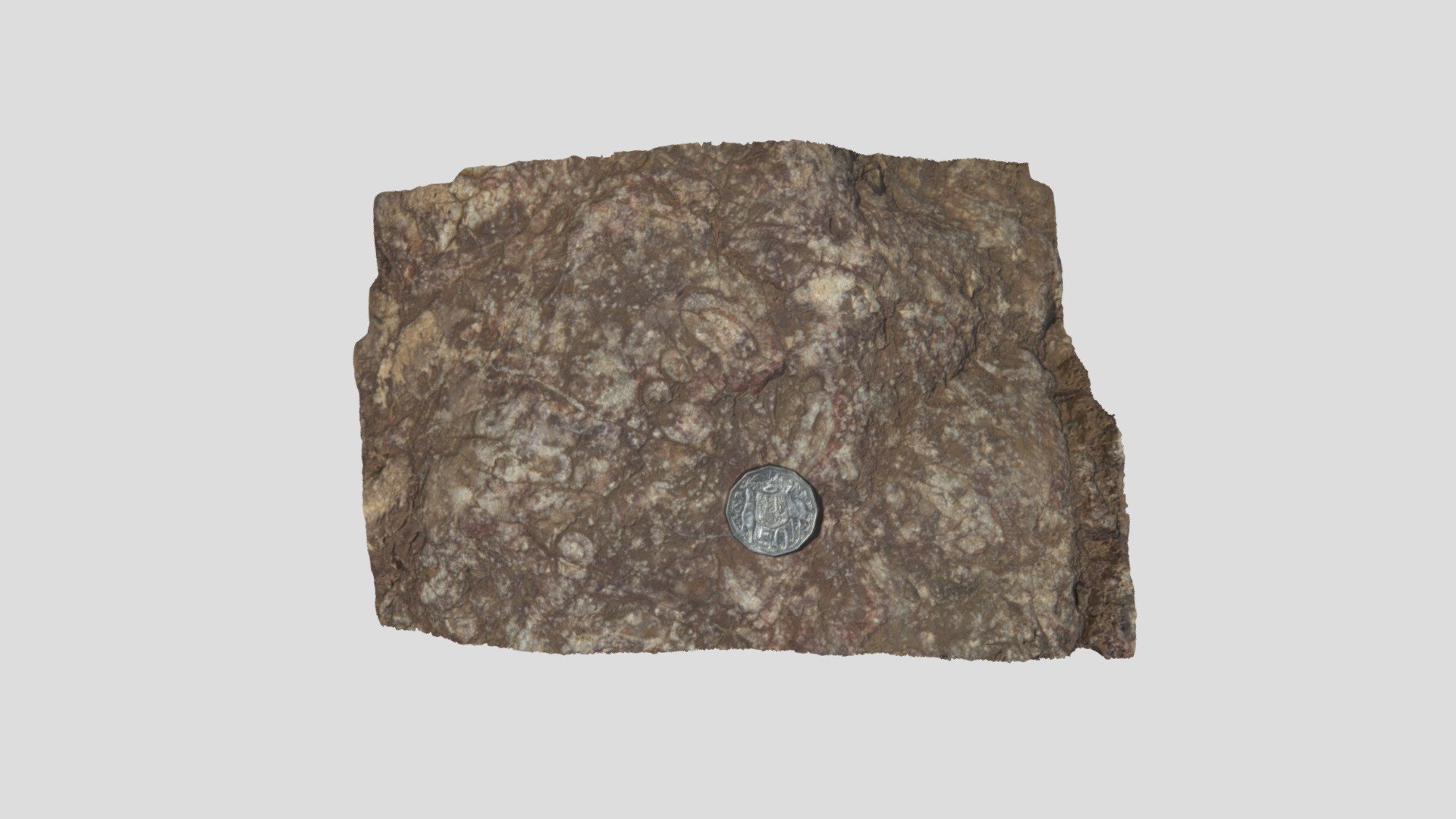 UNIL - Palaeontology exercice - specimen A