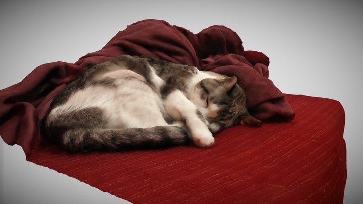 Sleeping Micio 3D Model