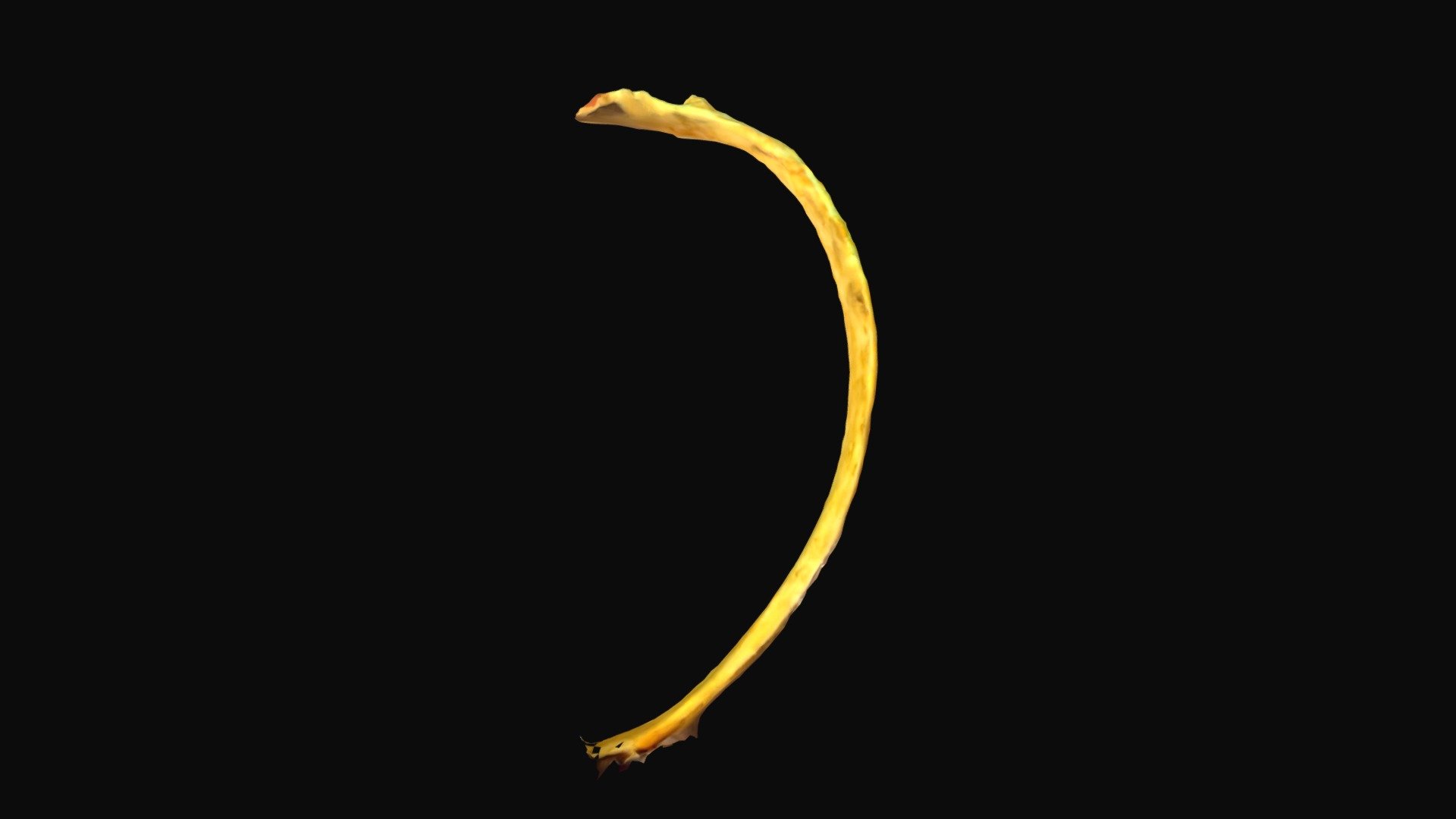 Typical rib - 3D model by prajjawalit [358185c] - Sketchfab