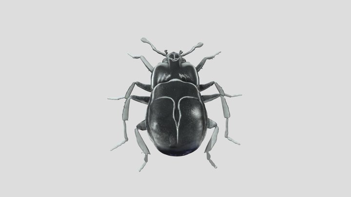 Realistic Dung Beetle 3D Model 3D Model