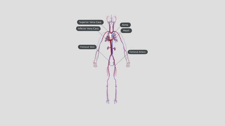 Circulatory System 3D Model