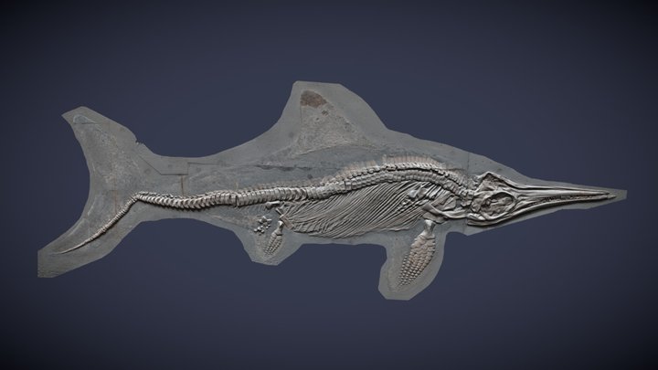 Ichthyosaurus with skin trace 3D Model