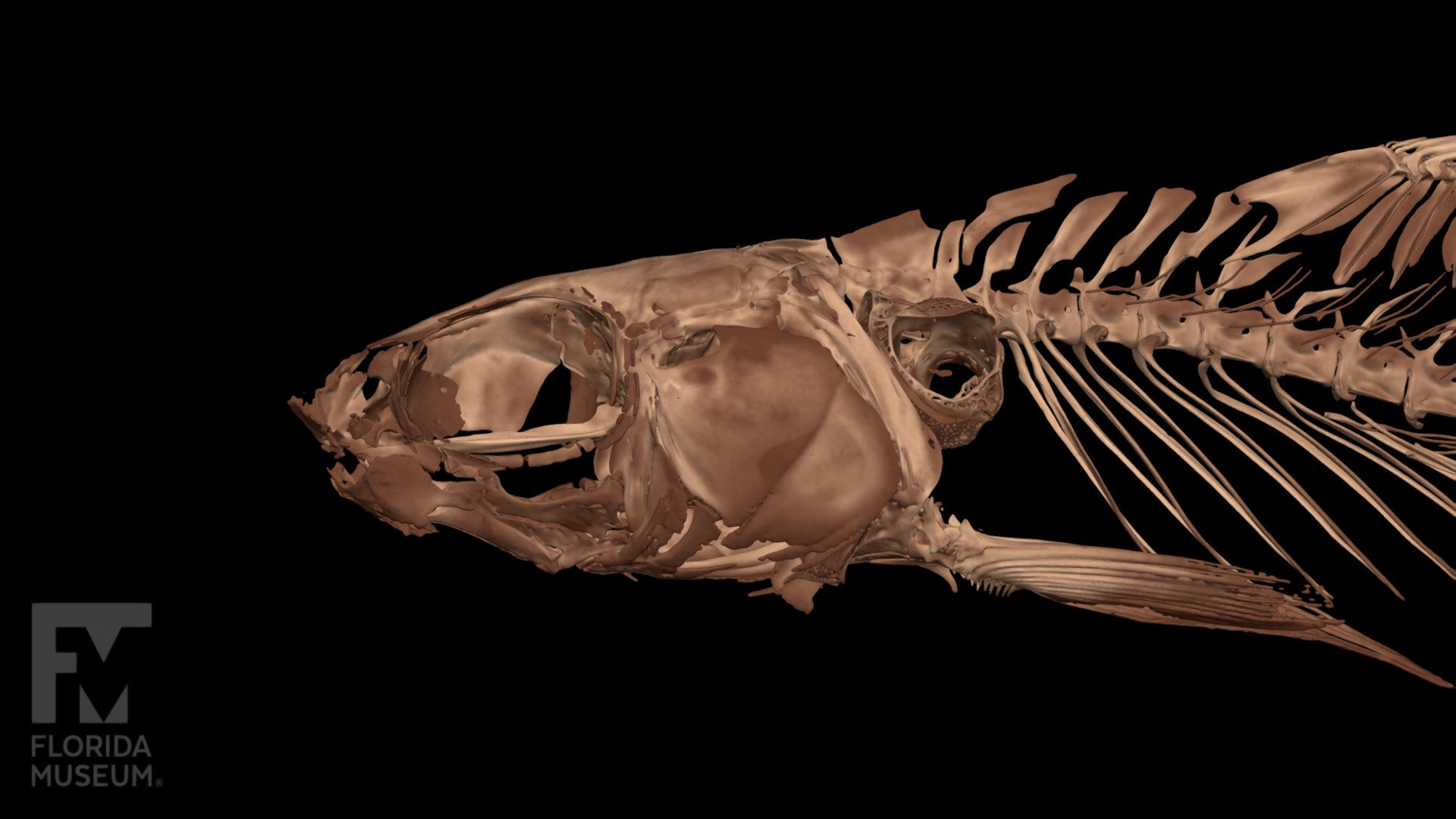 Ellopostoma megalomycter