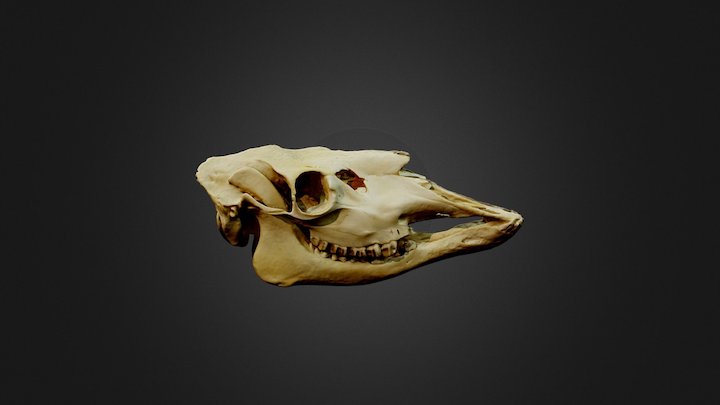 Moose Skull 3D Model