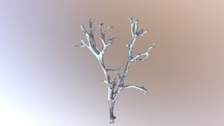 Cladonia mitis 3D Model