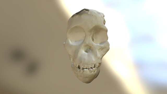 Skeleton head revised 3D Model