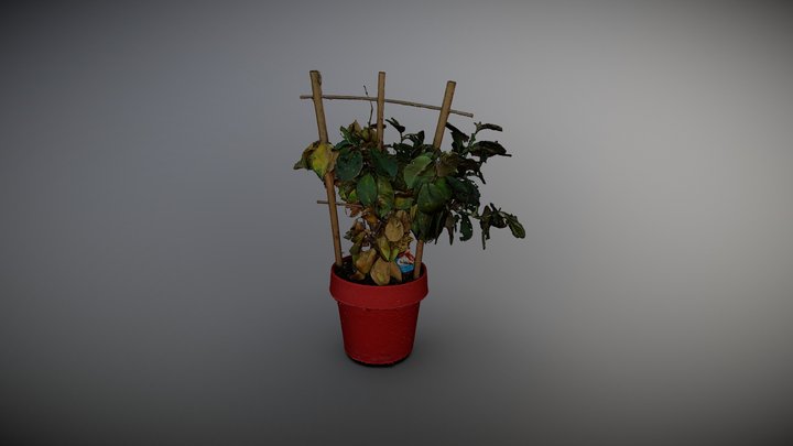 Houseplant 3D Model