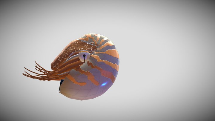 Nautilus 3D Model 3D Model