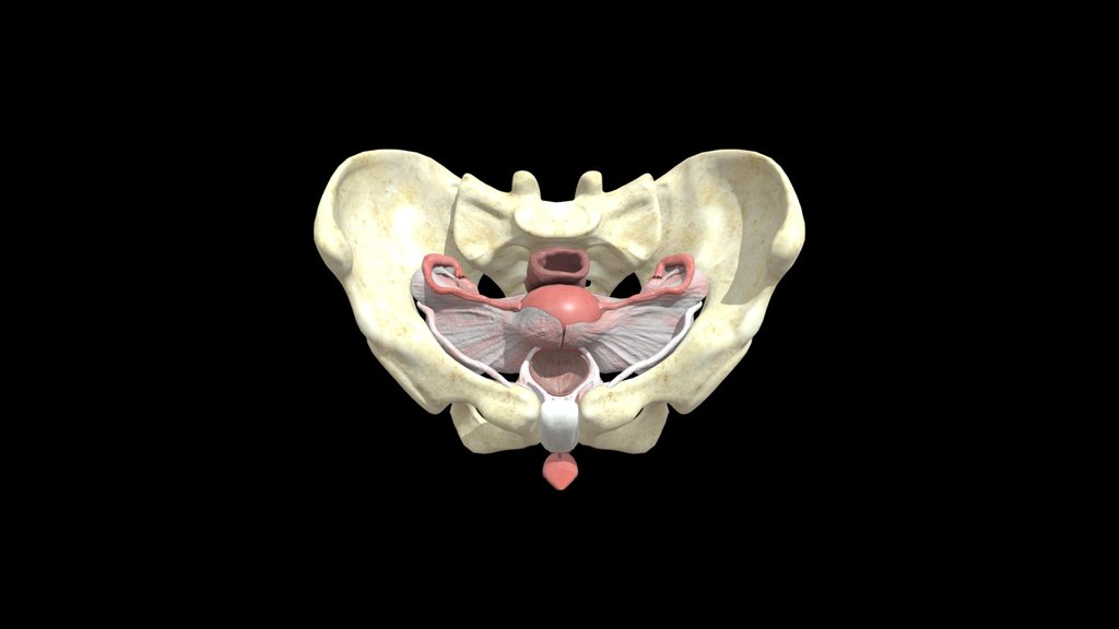 X ripper - A 3D model collection by shaparanmonpura - Sketchfab
