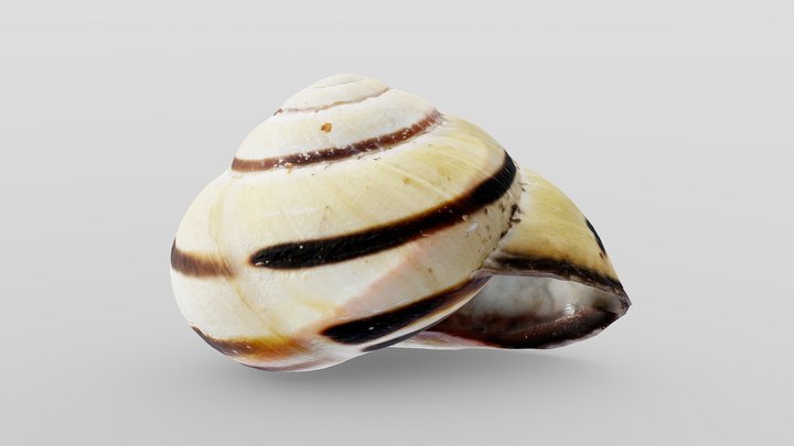 Grove Band Snail Shell 3D Model