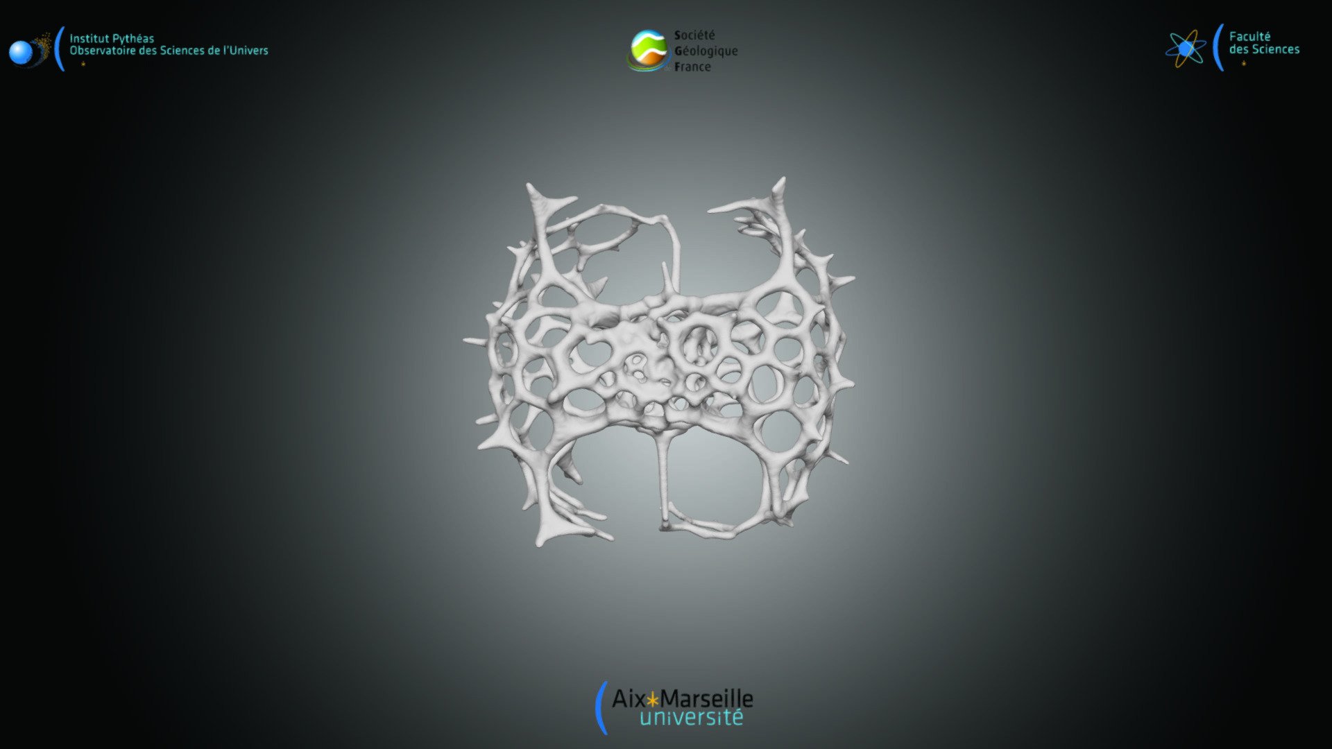 Radiolaria - Tetrapyle octacantha 2